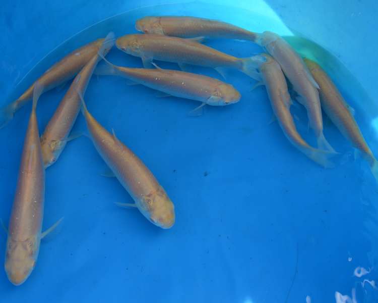 Buy Pond Fish Online The Carp Co